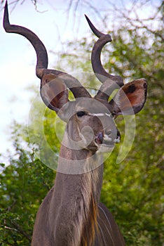 Kudu in Kruger National Park