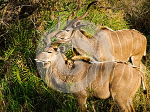 Kudu, Kruger park South africa wildlife