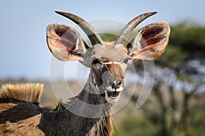 Kudu, Kruger park South africa wildlife