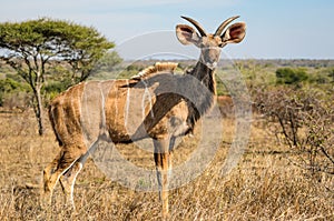 Kudu, Kruger park South africa wildlife