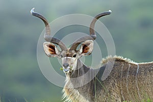 Kudu with long horns