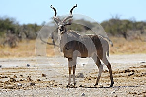 Kudu on the lookout