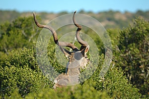 Kudu male in the bush