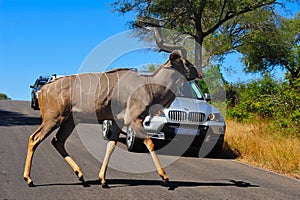 Kudu Male crossing the road