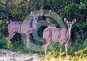 Kudu male and female at the Nxai Pan Nationalpark in Botswana