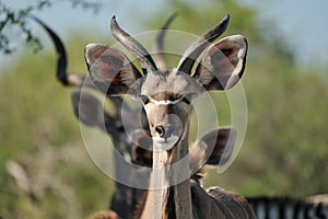 Kudu, Namibia
