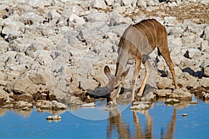 Kudu namibia deserts and nature in national parks