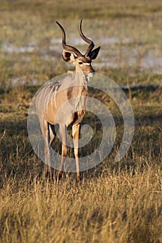 Kudu - Okavango Delta - Botswana