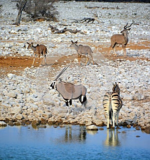 Kudu, Oryx and Zebras are several species of African equids horse family