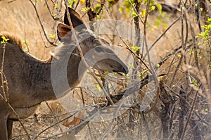 Kudu Out Searching for Breakfast