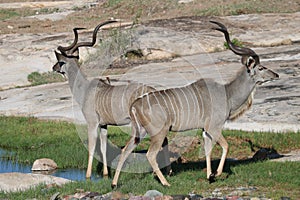 Kudu pair at water hole