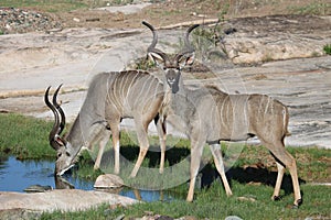 Kudu pair