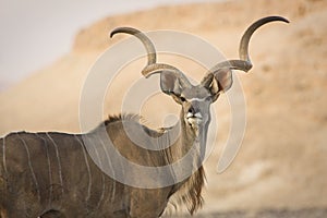 Kudu portrait photo