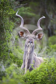 Kudu Portrait