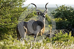 Kudu portrait