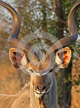 Kudu portrait
