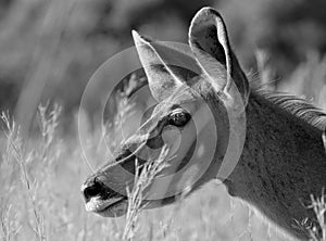 Kudu portrait in black and white