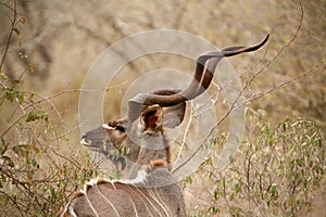 Kudu Profile photo