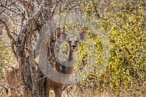 Kudu in Ruaha National Park, Tanzania