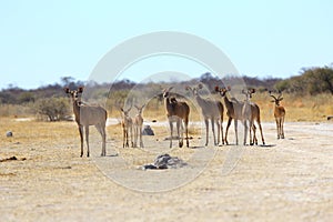Kudu's alert on their way to the water