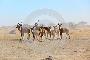 Kudu's in Nxai Pan NP