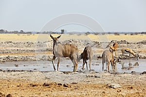 Kudu's at the waterhole in Nxai Pan NP