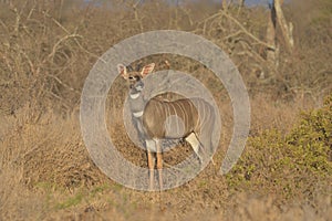 Kudu in Savannah brush