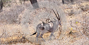 A Kudu in Shaba & Samburu Nationalpark photo