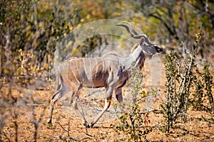 Kudu in South Africa