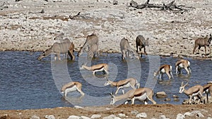 Kudu and springbok antelopes - Etosha