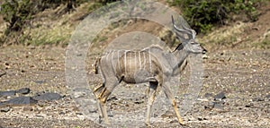 Kudu stands in a dry riverbed in Botswana, Africa