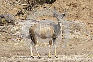 Kudu stands in a dry riverbed in Botswana, Africa