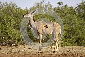 Kudu stands with oxpeckers cleaning its back in Botswana, Africa