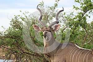 Kudu stare