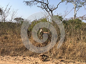 Kudu in SÃ¼dafrika - kudo in Southafrica