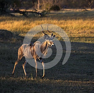 Kudu (Tragelaphus strepsiceros) - Botswana