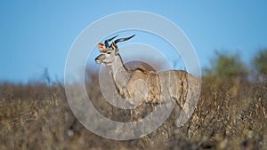 Kudu ( Tragelaphus strepsiceros) Kgalagadi Transfrontier Park, South Africa