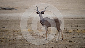 Kudu ( Tragelaphus strepsiceros) Kgalagadi Transfrontier Park, South Africa