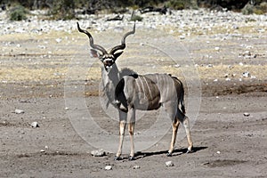 Kudu (Tragelaphus strepsiceros) - Namibia
