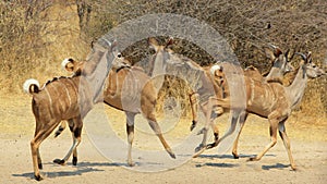 Kudu Trot - African Antelope
