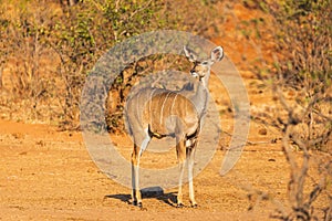 Kudu with two yellow- billed Oxpecker on the back