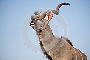 Kudu at a water hole with blue sky