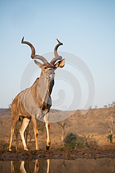 Kudu at a water hole with blue sky