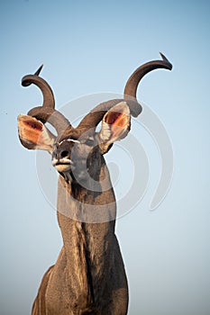 Kudu at a water hole with blue sky