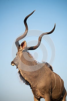 Kudu at a water hole with blue sky