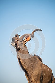 Kudu at a water hole with blue sky
