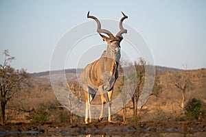 Kudu at a water hole with blue sky