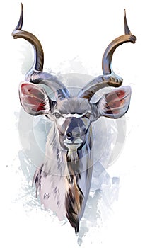 Kudu watercolor painting photo