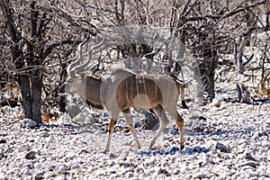 Kudu, wildlife in Ethosa National Park, Namibia