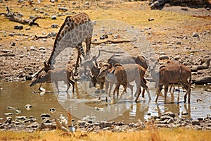 A kudo group and giraffes at a water hole